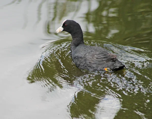 Schwarze Ente mit weißem Schnabel — Stockfoto
