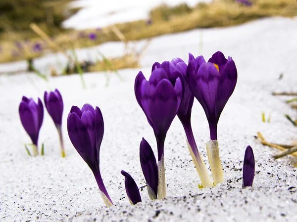 Blommor lila crocus i snön, våren landskap — Stockfoto