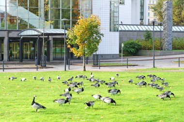 Barnacle kazlar branta leucopsis yakın ofis Merkezi Stockholm, İsveç