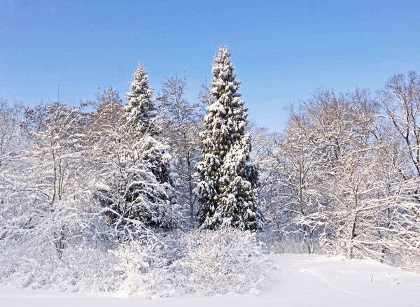 Frozen trees in winter forest