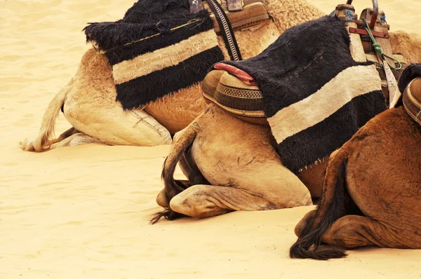 Camel's rug in de sahara, Tunesië — Stockfoto