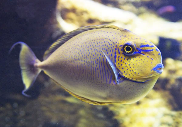 Sarı kafa ile balık — Stok fotoğraf
