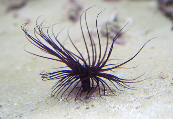 Seeanemonen im Meerwasseraquarium — Stockfoto
