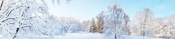 Frozen trees in winter forest — Stock Photo, Image