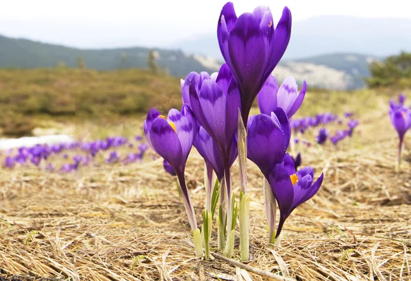 보라색 꽃 크 로커 스, 봄 풍경 — 스톡 사진