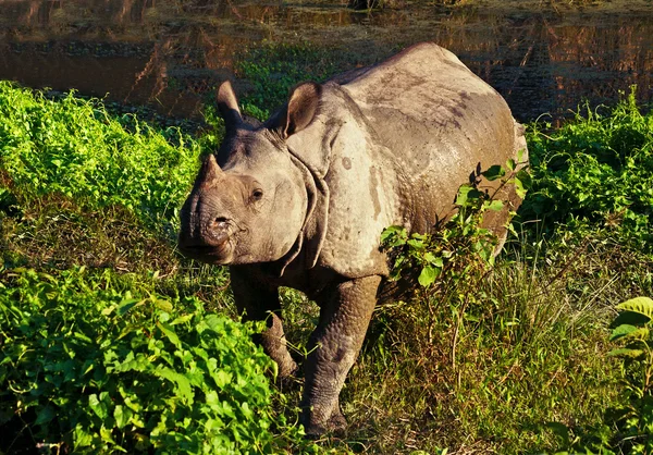 Indyjski jeden nosorożec rogatego w park narodowy chitwan królewskiej w Nepalu — Zdjęcie stockowe