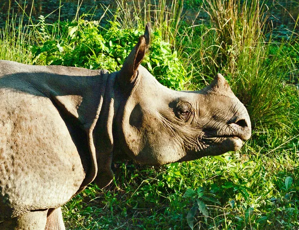 Indyjski jeden nosorożec rogatego w park narodowy chitwan królewskiej w Nepalu — Zdjęcie stockowe
