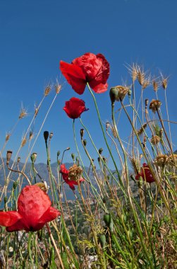 Poppies alanında