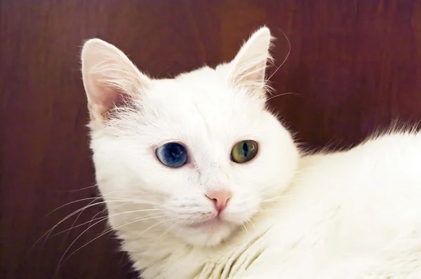 Vit katt med olika ögon — Stockfoto
