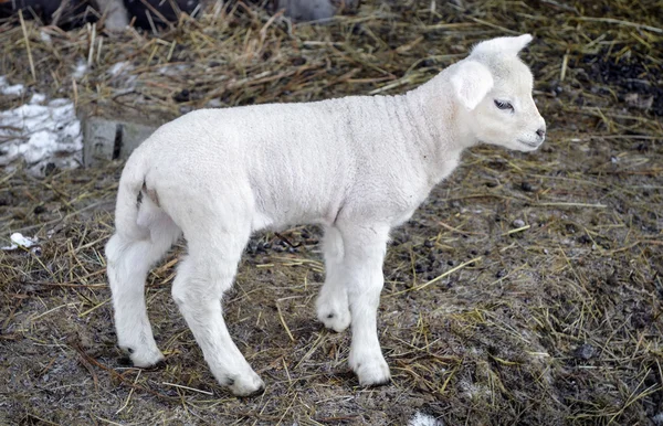 Lamb Stock Photo