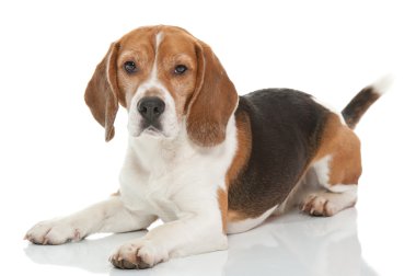 Beagle dog clipart