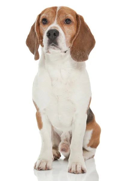 Anjing Beagle — Stok Foto