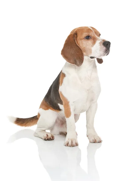 Σκυλιών Beagle — Φωτογραφία Αρχείου