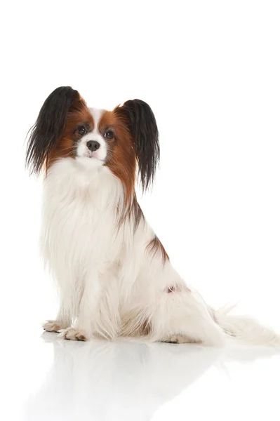 Papillion dog — Stock Photo, Image
