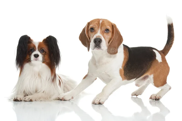 Best friends — Stock Photo, Image