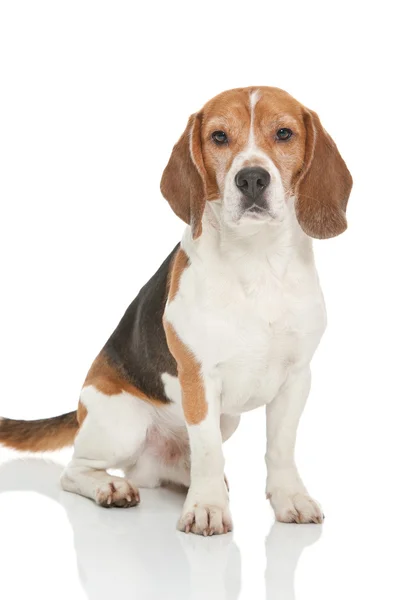 Beagle köpek — Stok fotoğraf