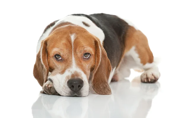 Cão Beagle — Fotografia de Stock