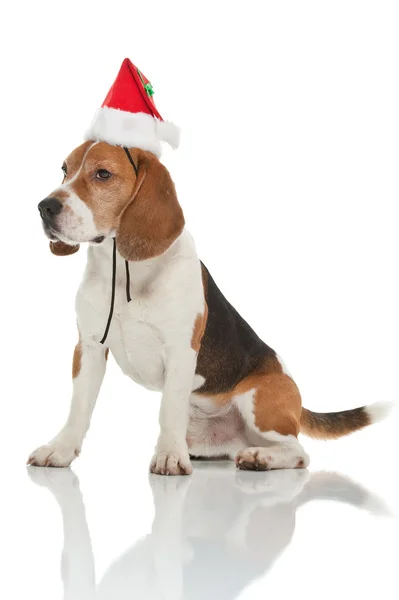 Christmas beagle — Stock Photo, Image