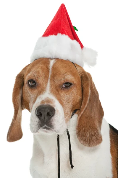 Christmas beagle — Stock Photo, Image