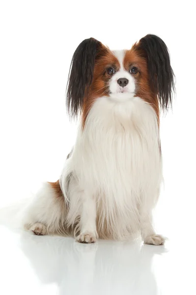 Chien papillon — Photo