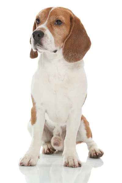 Anjing Beagle — Stok Foto