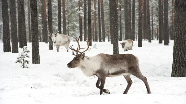 Reindeer — Stock Photo, Image