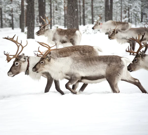 Reindeer Stock Image