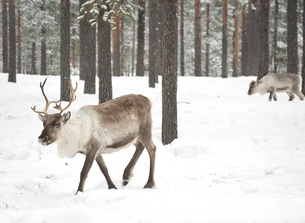 Reindeer Stock Picture