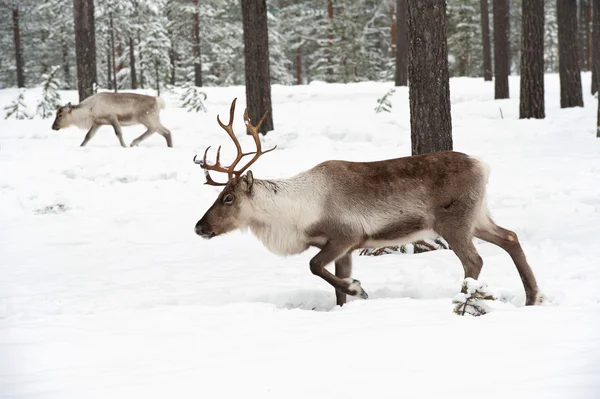 Reindeer — Stock Photo, Image