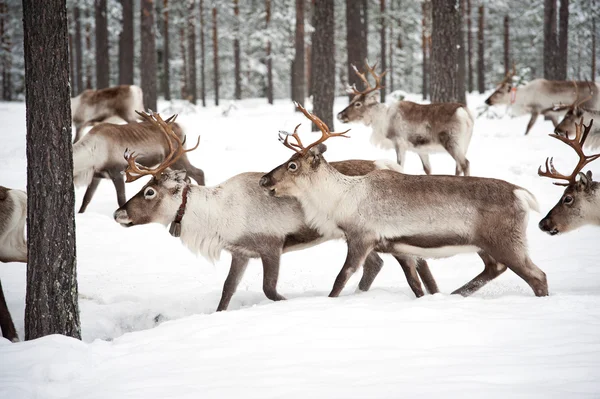 Reindeer Stock Picture