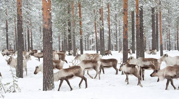 Reindeer Royalty Free Stock Images