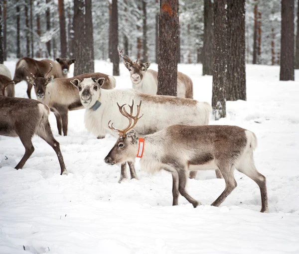 Reindeer — Stock Photo, Image
