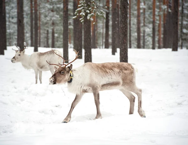 Reindeer Stock Image