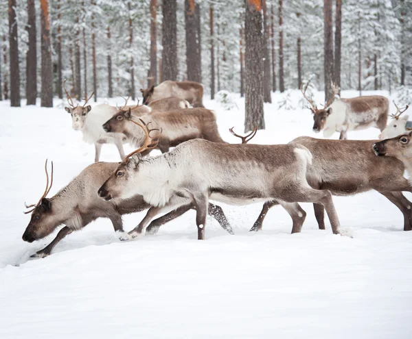 Reindeer Royalty Free Stock Photos