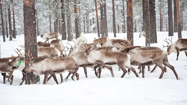 Reindeer Royalty Free Stock Photos