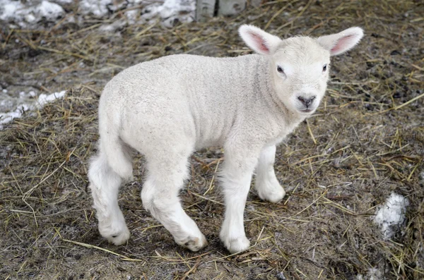 Lamb Stock Picture