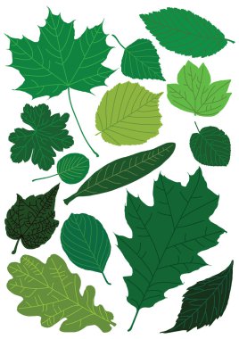 Spring leaves clipart