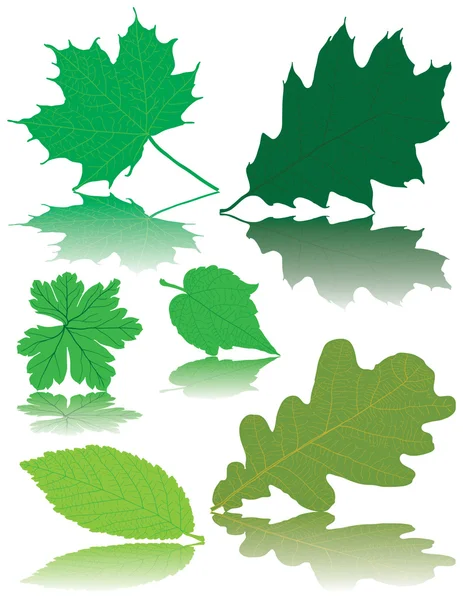 Весенние листья — стоковый вектор