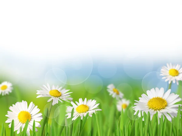 Spring background — Stock Photo, Image