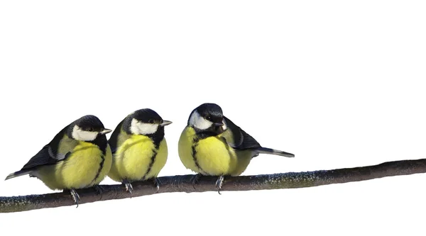 Uccelli persici — Foto Stock