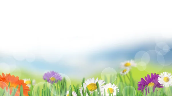 Весна фон — стоковое фото