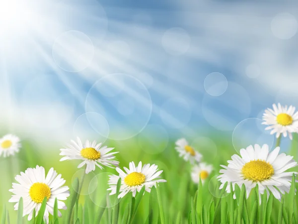 Spring background Royalty Free Stock Images