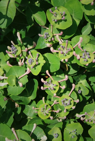 Stock image Spring flowering bush