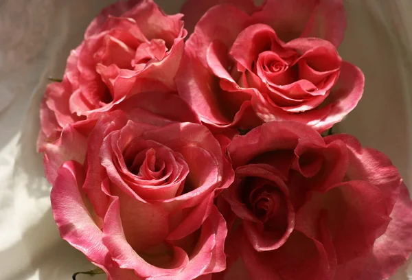 Roze bloemen Stockafbeelding