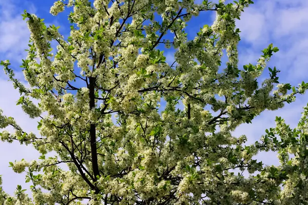 Stock image Apple tree with flowers