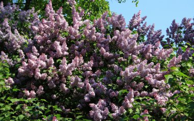 Leylak mavi gökyüzü arka plan üzerinde