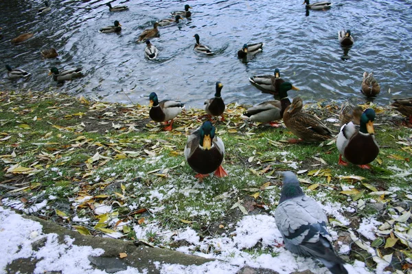 Viele Enten und Tauben am Wasser — Stockfoto