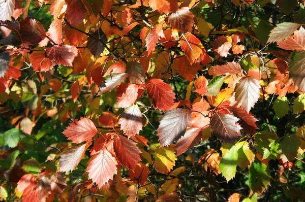 stock image Red wild grape leaves