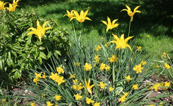 Flores de pansy amarillo — Foto de Stock