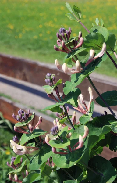 stock image Flowering honeysuckle